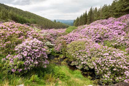 El clima oceánico de Irlanda, con temperaturas
moderadas y elevada humedad ambiental, favorece el desarrollo de grandes masas de rododendros