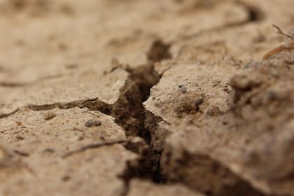 El clima seco y la falta de lluvias empuja a grandes mamíferos hacia áreas urbanas de California