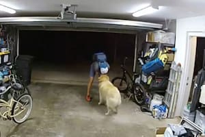 El clip fue compartido por las autoridades policiales de la ciudad de San Diego, Estados Unidos (Foto Twitter: @DiloConPerritos)