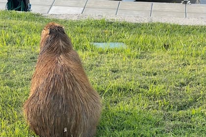 El Club Náutico San Isidro registró un aumento en la presencia de carpinchos