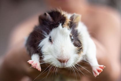 El cobayo es un mamífero que debe vivir en compañía de otro animal de su misma especie. Es divertido y le encanta socializar