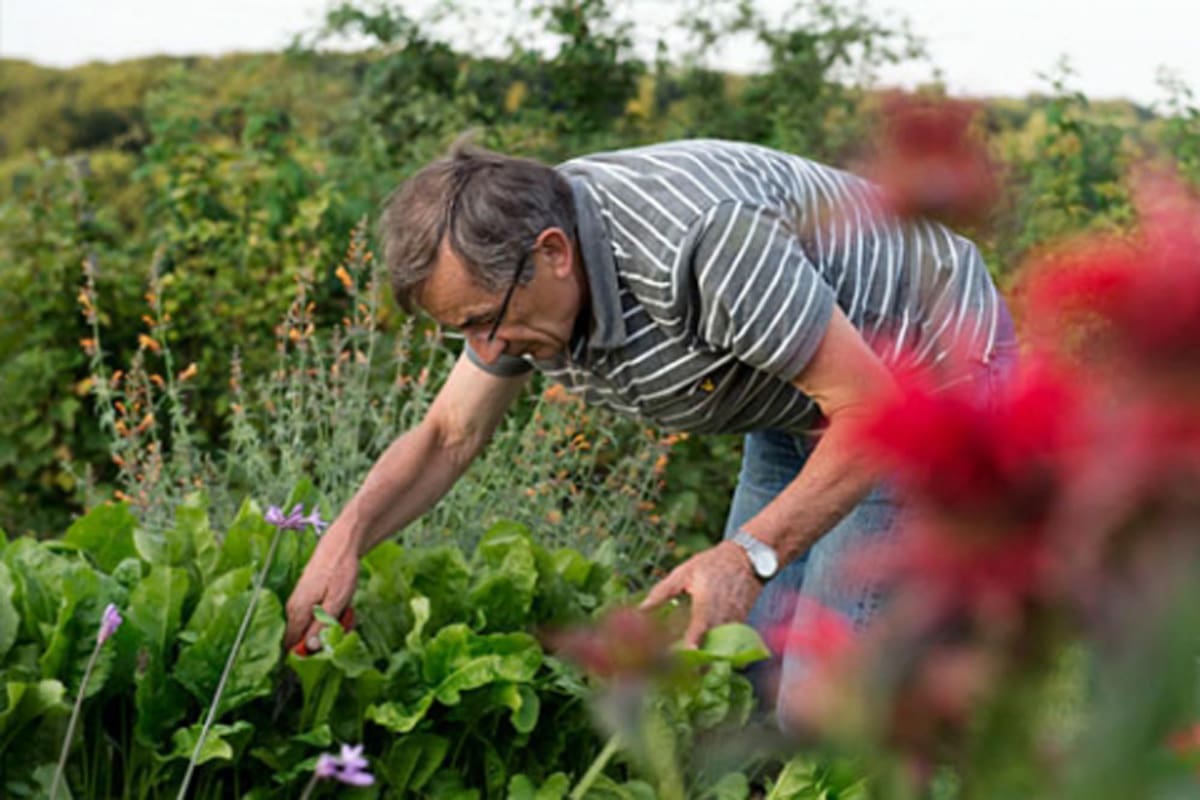 El cocinero en su huerta, apasionado por sus productos