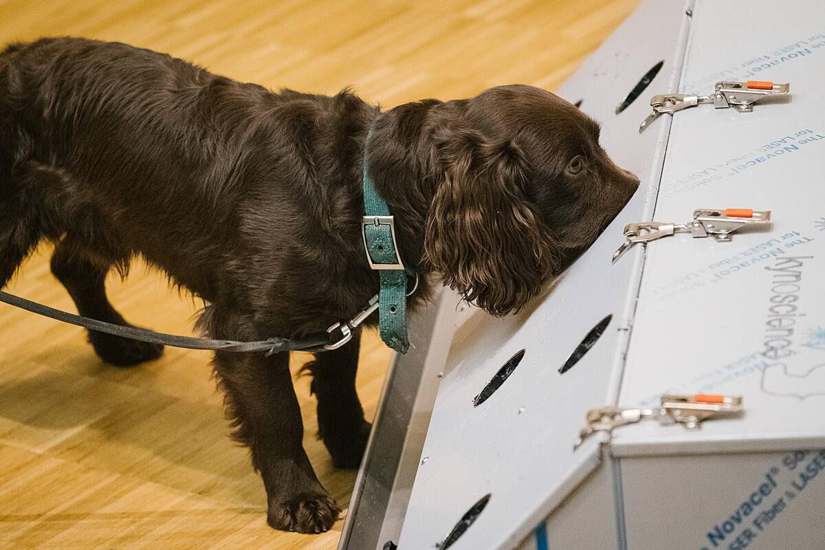 El cocker spaniel Joe, realiza la prueba en el dispositivo para probar su olfato