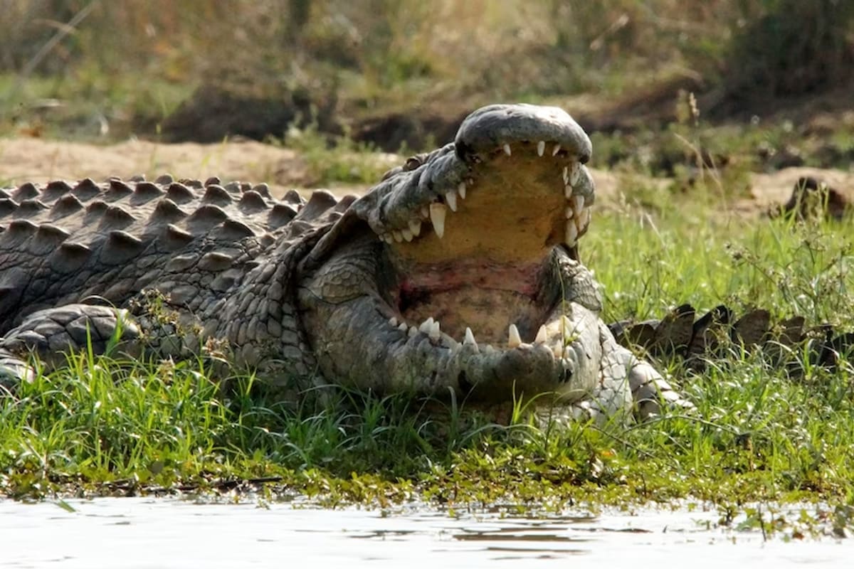 El cocodrilo arrastró al hombre hasta el agua y lo mordió en tres ocasiones