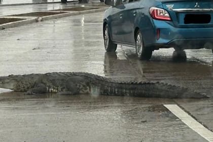 El cocodrilo caminando por las calles de Tampico (Captura video)