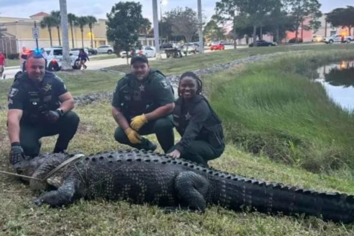 El cocodrilo fue hallado en el centro comercial de Florida y retirado por las autoridades