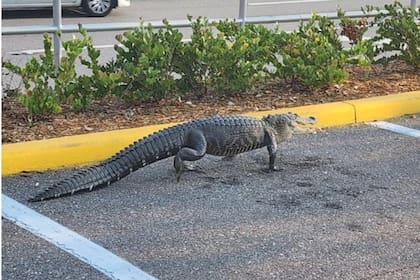 El cocodrilo fue visto en el estacionamiento de una conocida cadena de supermercados