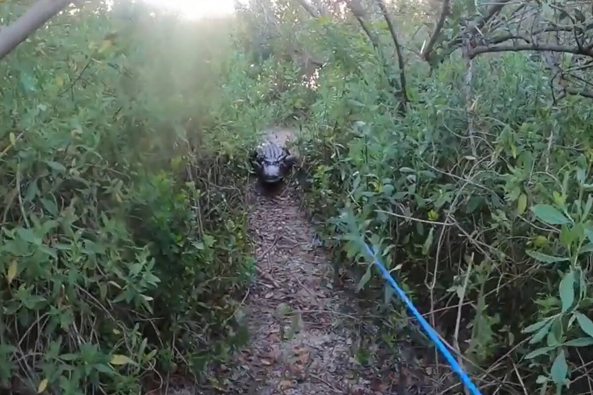 El cocodrilo persigue al joven durante varios metros
