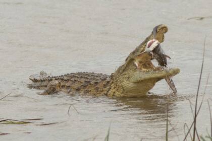 El cocodrilo retiene al tiburón con sus poderosas mandíbulas