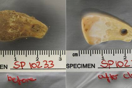 El colgante, hecho de un diente de ciervo, antes y después de la técnica de limpieza