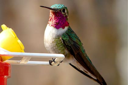 El colibrí de cola ancha fue la especie utilizada para el estudio