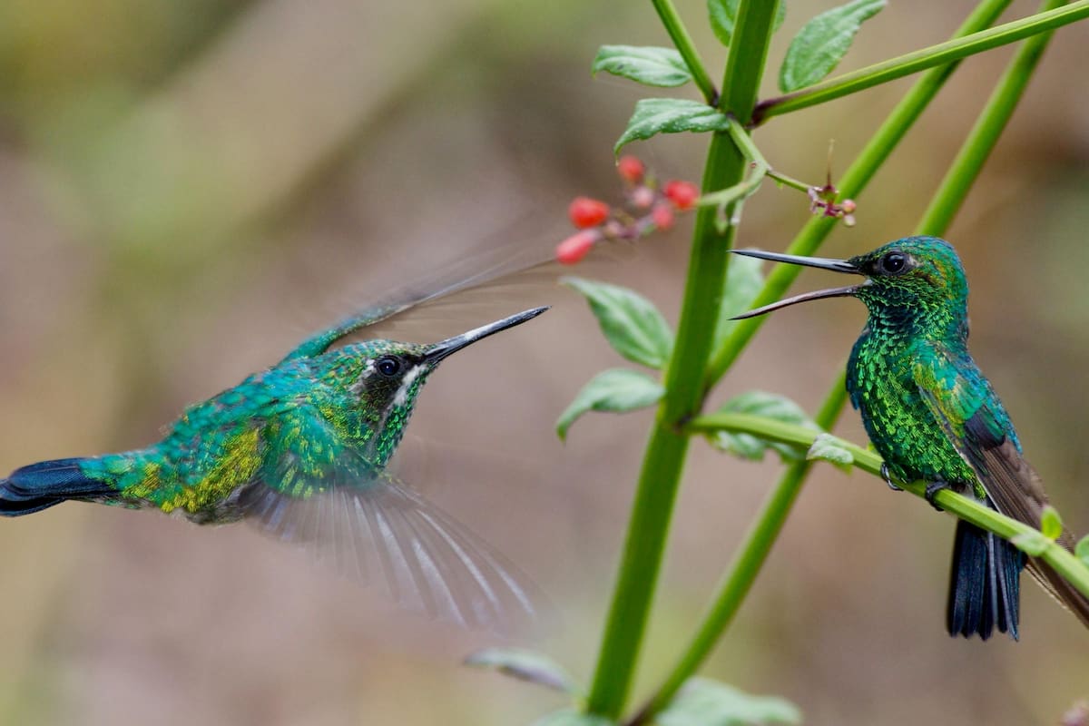 El colibrí tiene curiosos hábitos de sueño