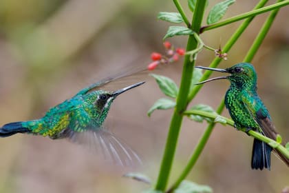 El colibrí tiene curiosos hábitos de sueño