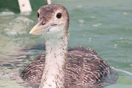 El colimbo amarillo vive en las zonas más frías del planeta