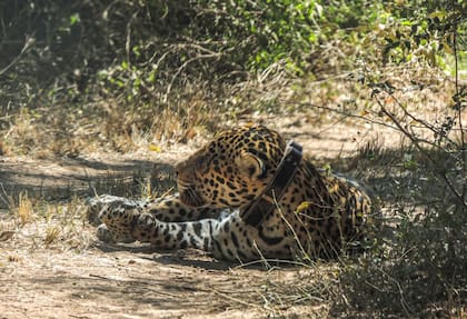 El collar emite un alerta si el animal se acerca a zonas pobladas.