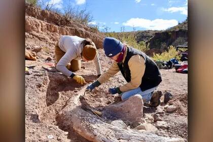El colmillo de mamut se trasladó con el fin de seguir con sus estudios