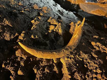 El colmillo de mamut tenía miles de años enterrado y se encontró bien conservado por los trabajadores de una mina