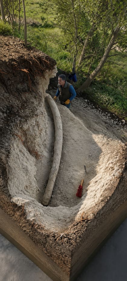 El colmillo se halló en un barranco con sedimentos de hace 500.000 años