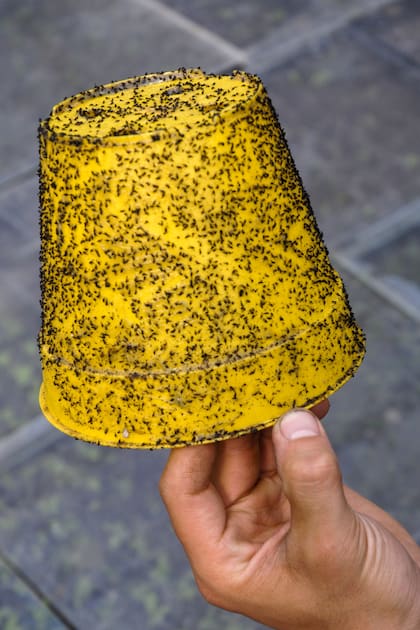 El color amarillos se utiliza para cazar a los insectos trips.
