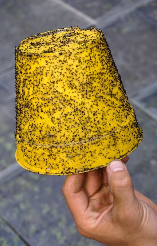 El color amarillos se utiliza para cazar a los insectos trips.