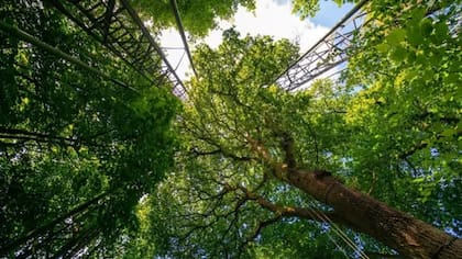El color de los taurinos es el verde, ya que asía el contacto con la naturaleza