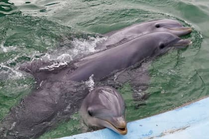 El color del agua de los piletones del Aquarium, donde están los delfines, causó preocupación y una denuncia