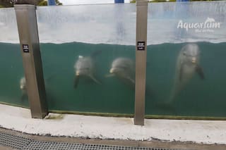 Impactantes imágenes de delfines del Aquarium llevaron a una denuncia de Montenegro: la explicación de la firma