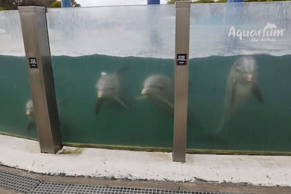 El color del agua donde viven los delfines del Aquarium Mar del Plata despertó una polémica