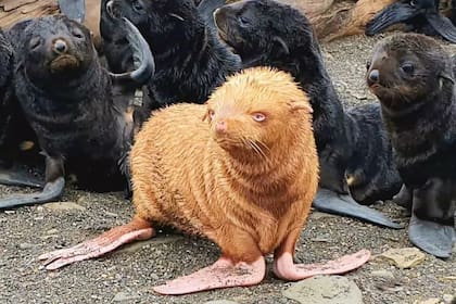El color del pelaje de la foca se debe a que es parcialmente albina de nacimiento (East2West News)