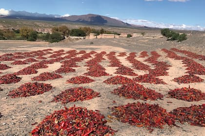 El color rojo del fruto en su máxima intensidad y el mínimo contenido de agua indican que ya está listo para la cosecha, a fines de marzo o abril.