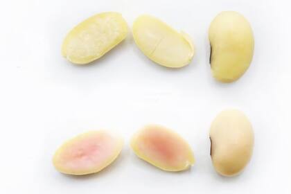 El color rosado en el grano de soja indica la presencia de la proteína de cerdo