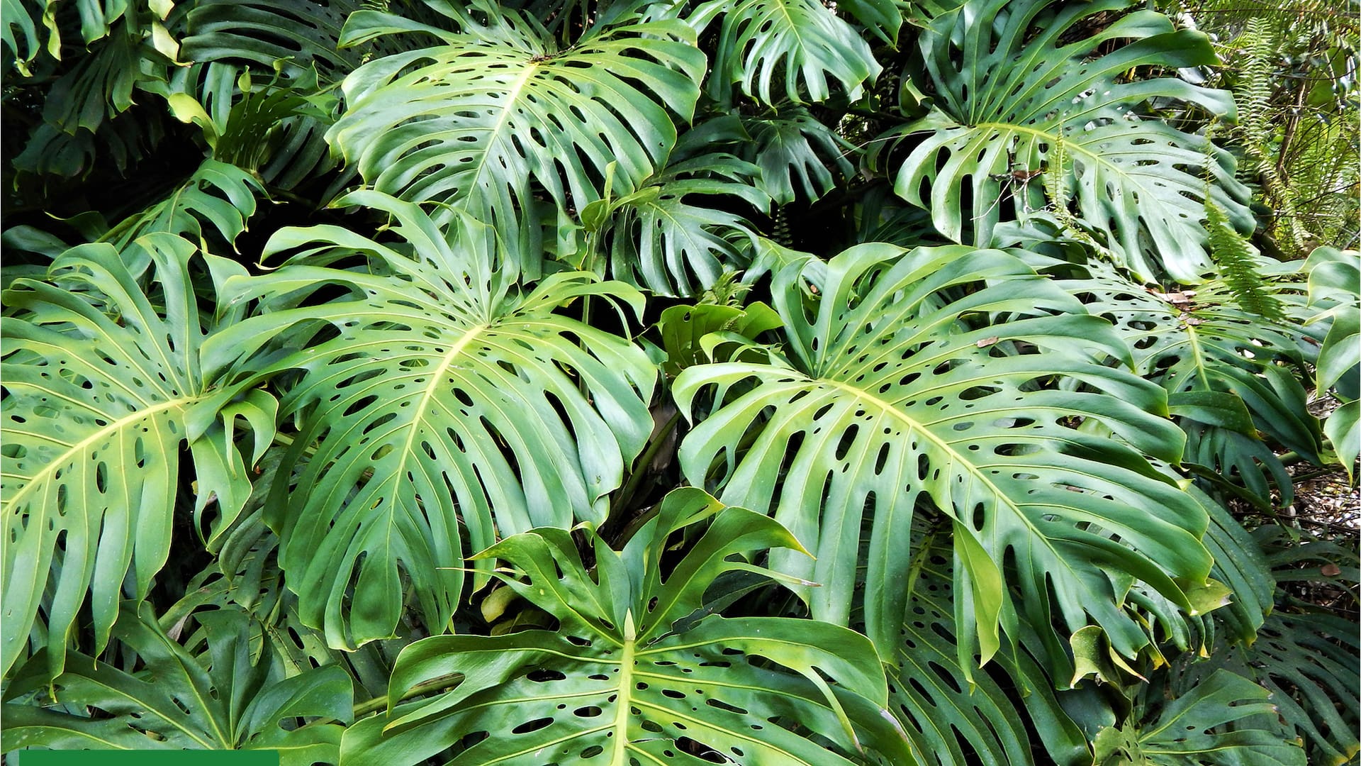 El color verde, la textura y el tamaño de las hojas cobran protagonismo en el diseño del jardín