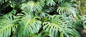 La nueva tendencia en diseño de jardines que está desplazando a las flores