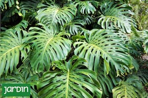 La nueva tendencia en diseño de jardines que está desplazando a las flores