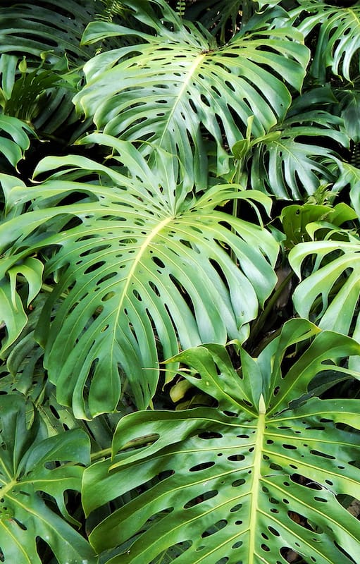 El color verde, la textura y el tamaño de las hojas cobran protagonismo en el diseño del jardín