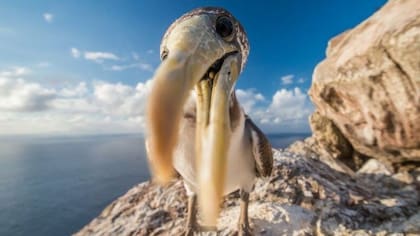 El combate a las ratas y el traslado de ganado como las cabras ha permitido que especies originarias de Redonda se multipliquen
