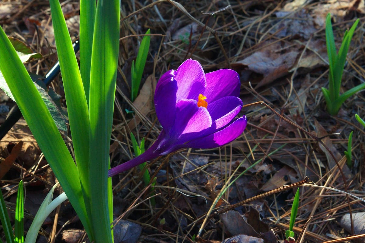El comienzo de la primavera está supeditado al equinoccio que no se produce el 21 de septiembre.