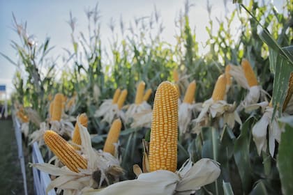 El complejo maíz concentró el mayor volumen de toneladas registradas durante el primer semestre con 23 Mt