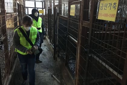 El complejo Taepyeong-dong albergaba al menos seis mataderos de perros y era uno de los principales proveedores de carne canina.