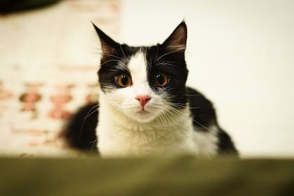 El comportamiento de los gatos blancos y negros está siempre relacionado con su entorno y la relación con su tutor
