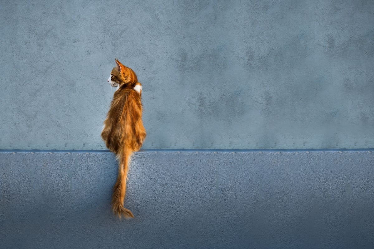 El comportamiento de los gatos siempre cautivó a los expertos