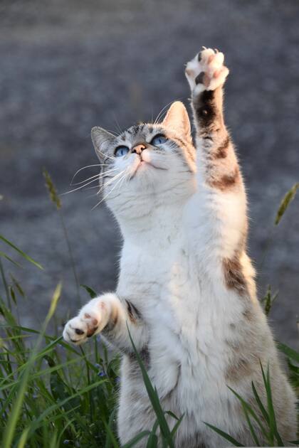 El comportamiento de los gatos tiene raíces profundas en su historia evolutiva como cazadores solitarios