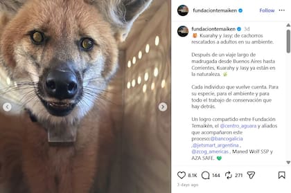El comunicado oficial de Temaiken