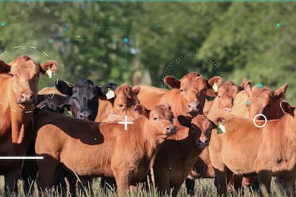 El concurso Agtech Ganadero se va a desarrollar entre el 25 y 26 de noviembre