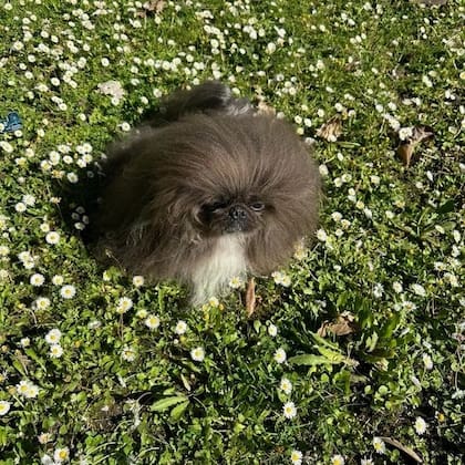 El concurso del perro más feo del mundo tiene un trasfondo emotivo que busca concientizar sobre el cuidado de los animales