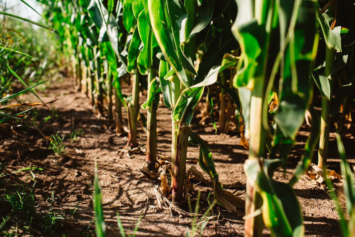 El concurso denominado Líder de campo, reconoce con bolsas de semillas a quienes más hacen rendir la tecnología de su variedad de soja NS 4309 y su híbrido de maíz AX 7761.