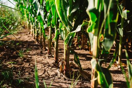 El concurso denominado Líder de campo, reconoce con bolsas de semillas a quienes más hacen rendir la tecnología de su variedad de soja NS 4309 y su híbrido de maíz AX 7761.