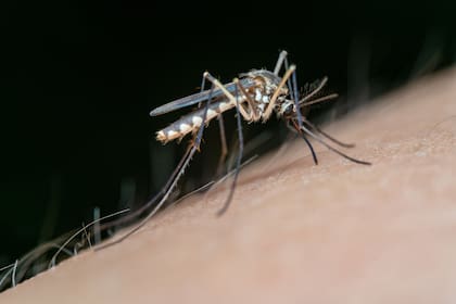 El condado de Miami-Dade, a través de su unidad de control de mosquitos, anticipa un incremento en las llamadas al 311