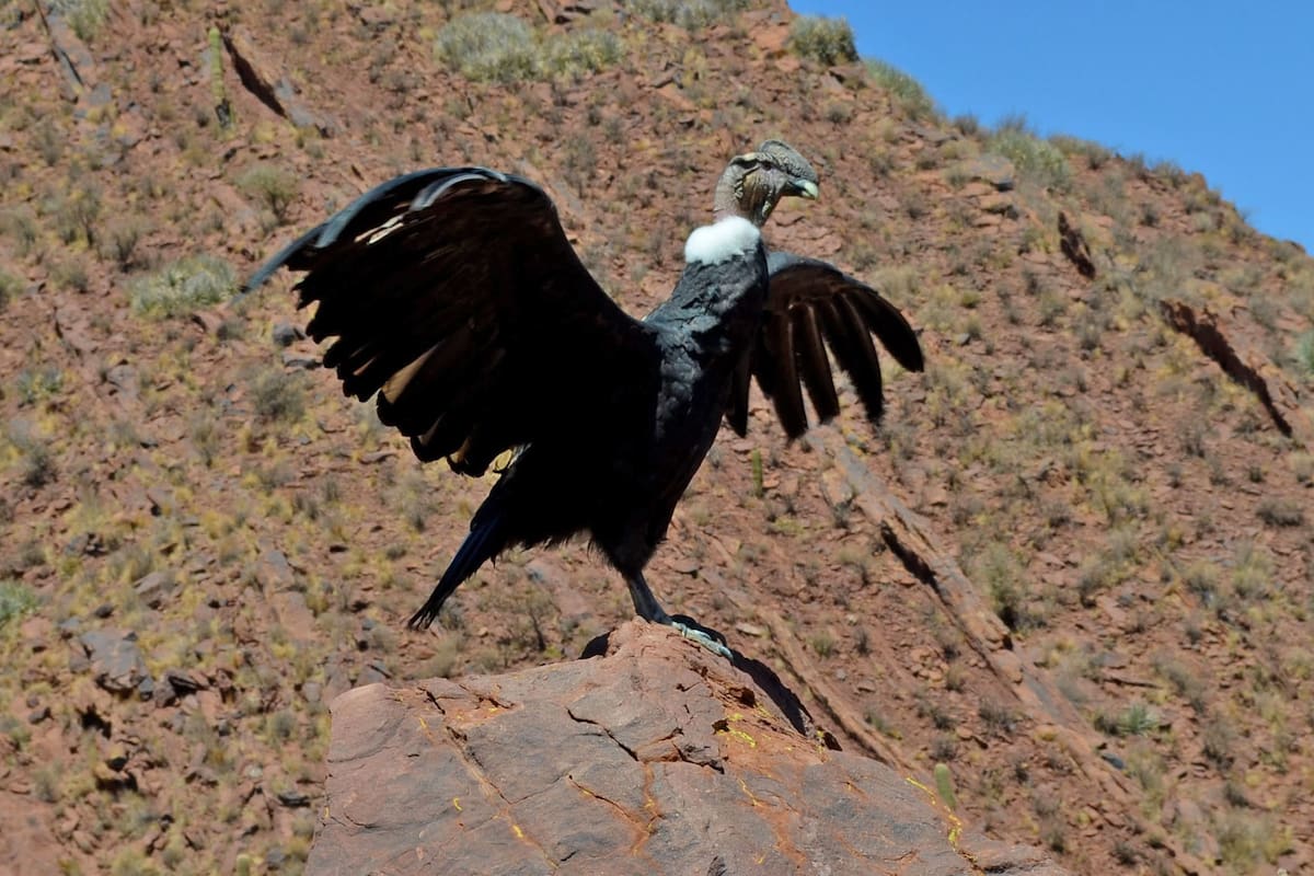 El cóndor andino bautizado “Luracatao” fue liberado en un lugar de altura previamente elegido por los especialistas, en Seclantás, provincia de Salta, después de un año de rehabilitación desde que fue hallado herido y con perdigones en su cuerpo