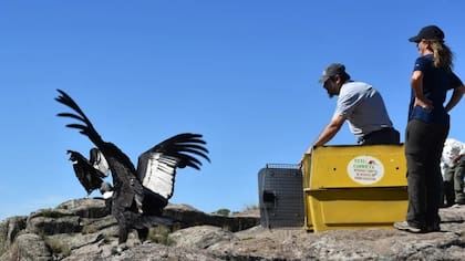 El condor Huasi había sido liberado en 2022